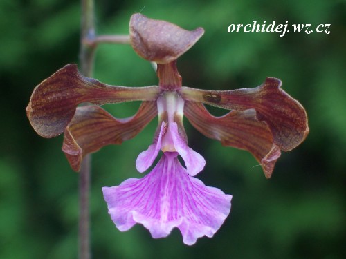 Encyklia atropurpurea